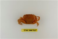 藏品(光手酋婦蟹)的圖片